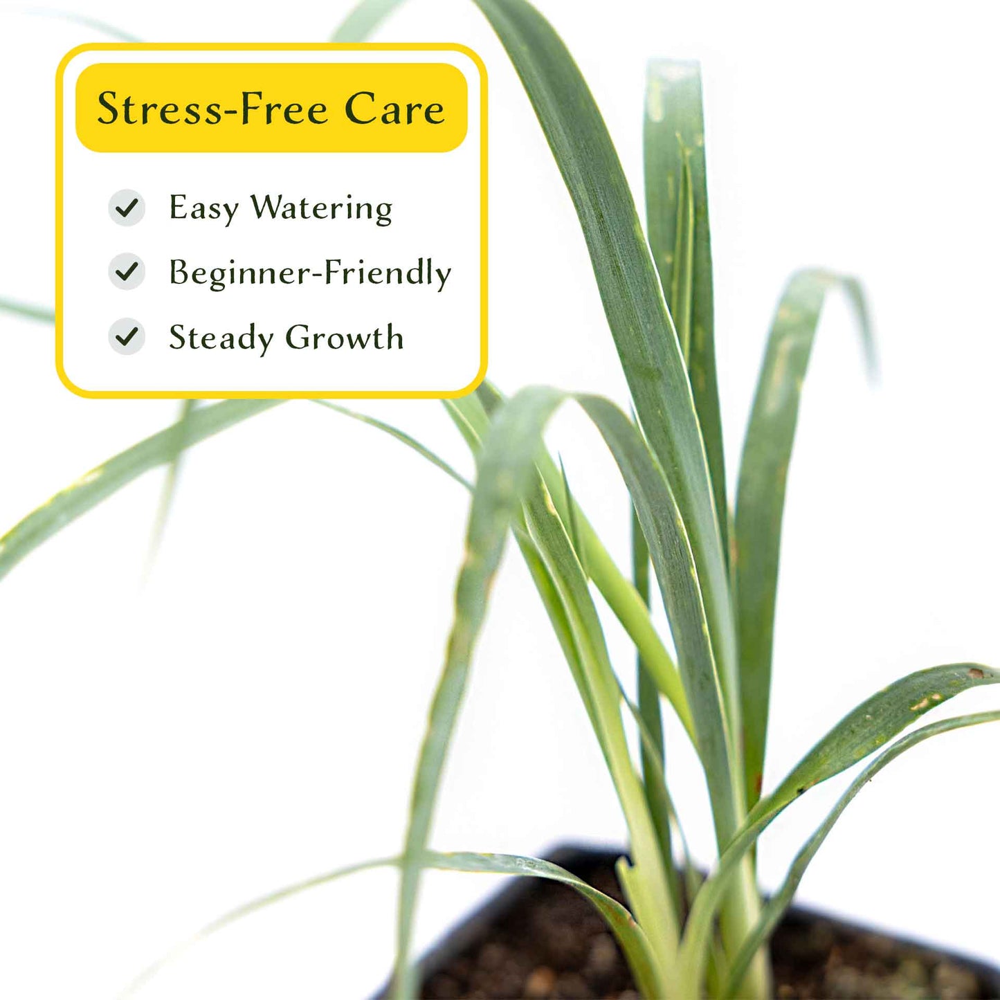 2 Soaptree Yucca Succulents, Live Plants in 3.5" Cubes (Yucca elata) Flowering Evergreen with Bold Sword-like Foliage for Xeriscaping