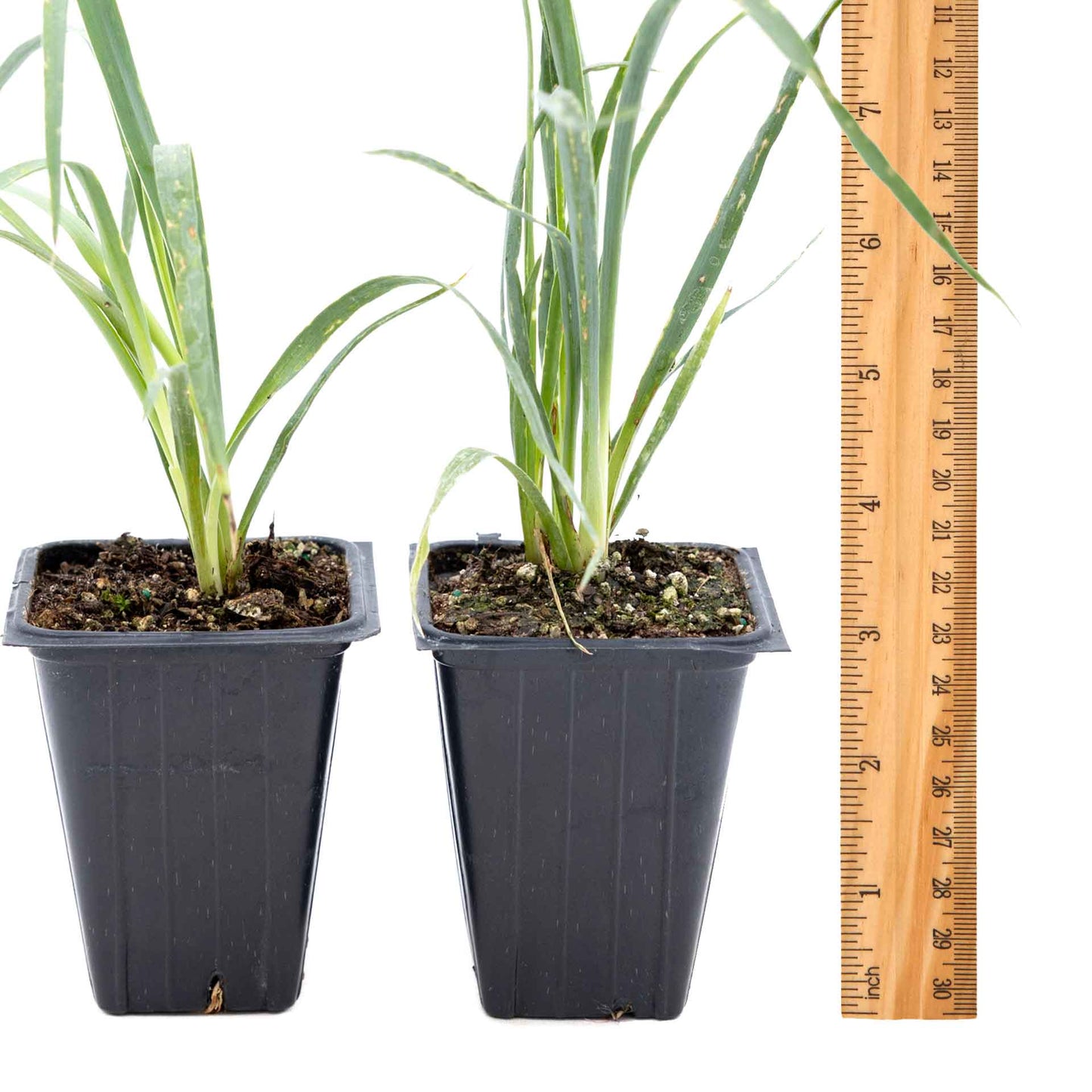 2 Soaptree Yucca Succulents, Live Plants in 3.5" Cubes (Yucca elata) Flowering Evergreen with Bold Sword-like Foliage for Xeriscaping