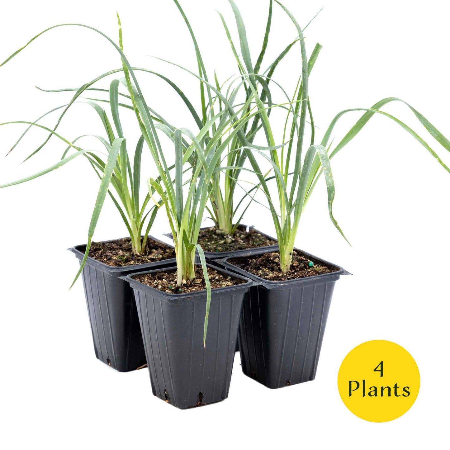 2 Soaptree Yucca Succulents, Live Plants in 3.5" Cubes (Yucca elata) Flowering Evergreen with Bold Sword-like Foliage for Xeriscaping
