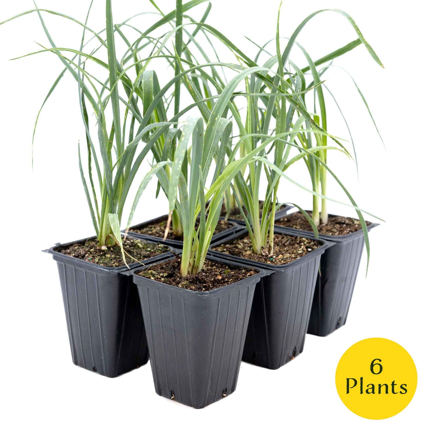 2 Soaptree Yucca Succulents, Live Plants in 3.5" Cubes (Yucca elata) Flowering Evergreen with Bold Sword-like Foliage for Xeriscaping