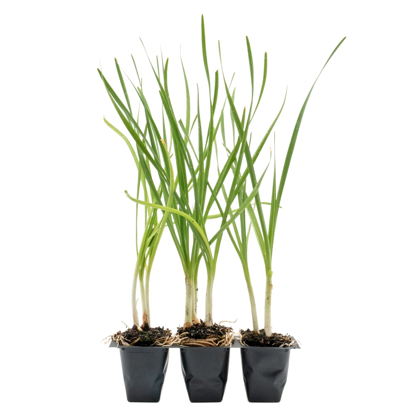 Society Garlic (Tulbaghia violacea) in 2.5” Nursery Cubes