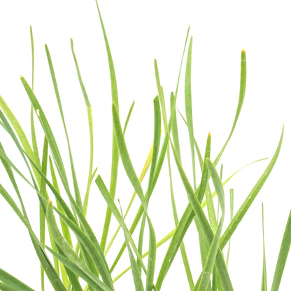 Society Garlic (Tulbaghia violacea) in 2.5” Nursery Cubes