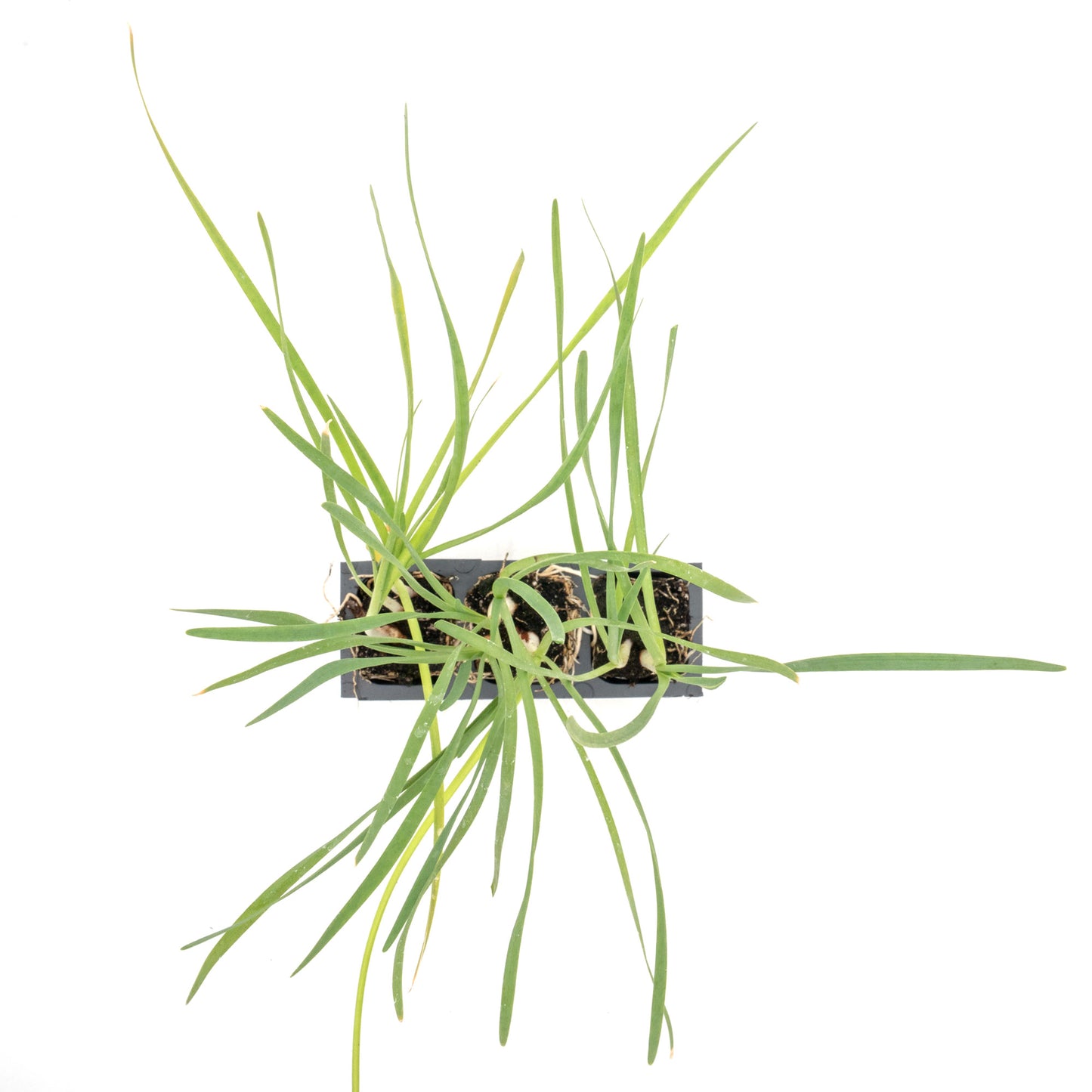 Society Garlic (Tulbaghia violacea) in 2.5” Nursery Cubes