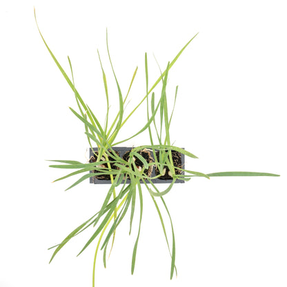 Society Garlic (Tulbaghia violacea) in 2.5” Nursery Cubes