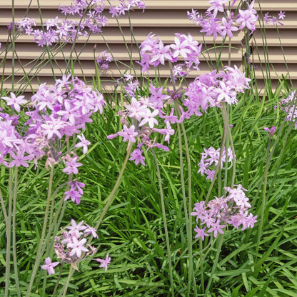 Society Garlic (Tulbaghia violacea) in 2.5” Nursery Cubes