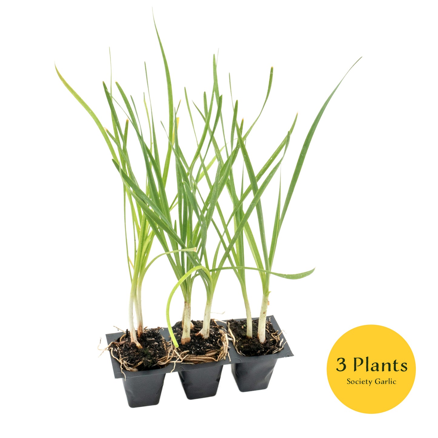 Society Garlic (Tulbaghia violacea) in 2.5” Nursery Cubes