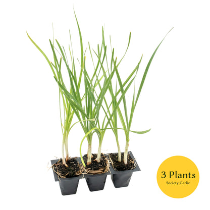 Society Garlic (Tulbaghia violacea) in 2.5” Nursery Cubes