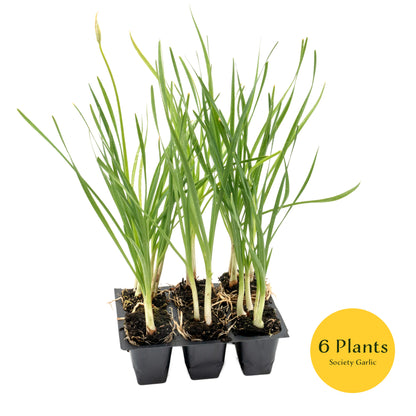 Society Garlic (Tulbaghia violacea) in 2.5” Nursery Cubes