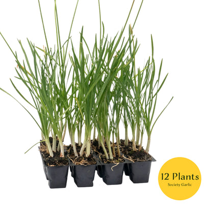 Society Garlic (Tulbaghia violacea) in 2.5” Nursery Cubes