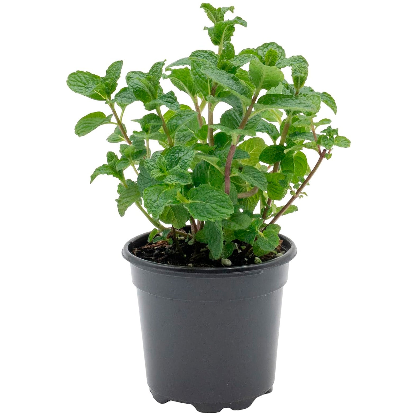 Spearmint | Live Herb in 4 Inch Nursery Pot | Mentha Spicata