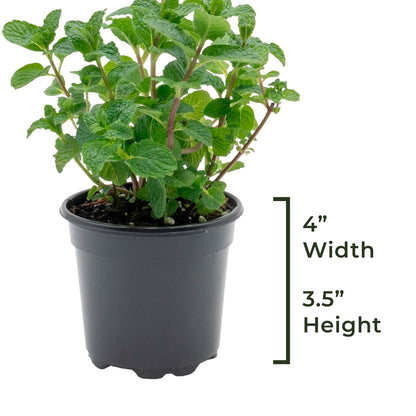 Spearmint | Live Herb in 4 Inch Nursery Pot | Mentha Spicata