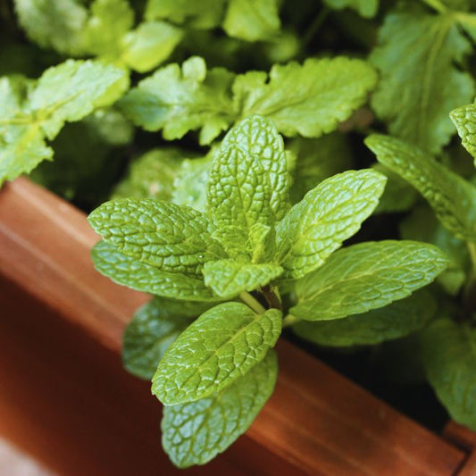 Spearmint | Live Herb in 4 Inch Nursery Pot | Mentha Spicata