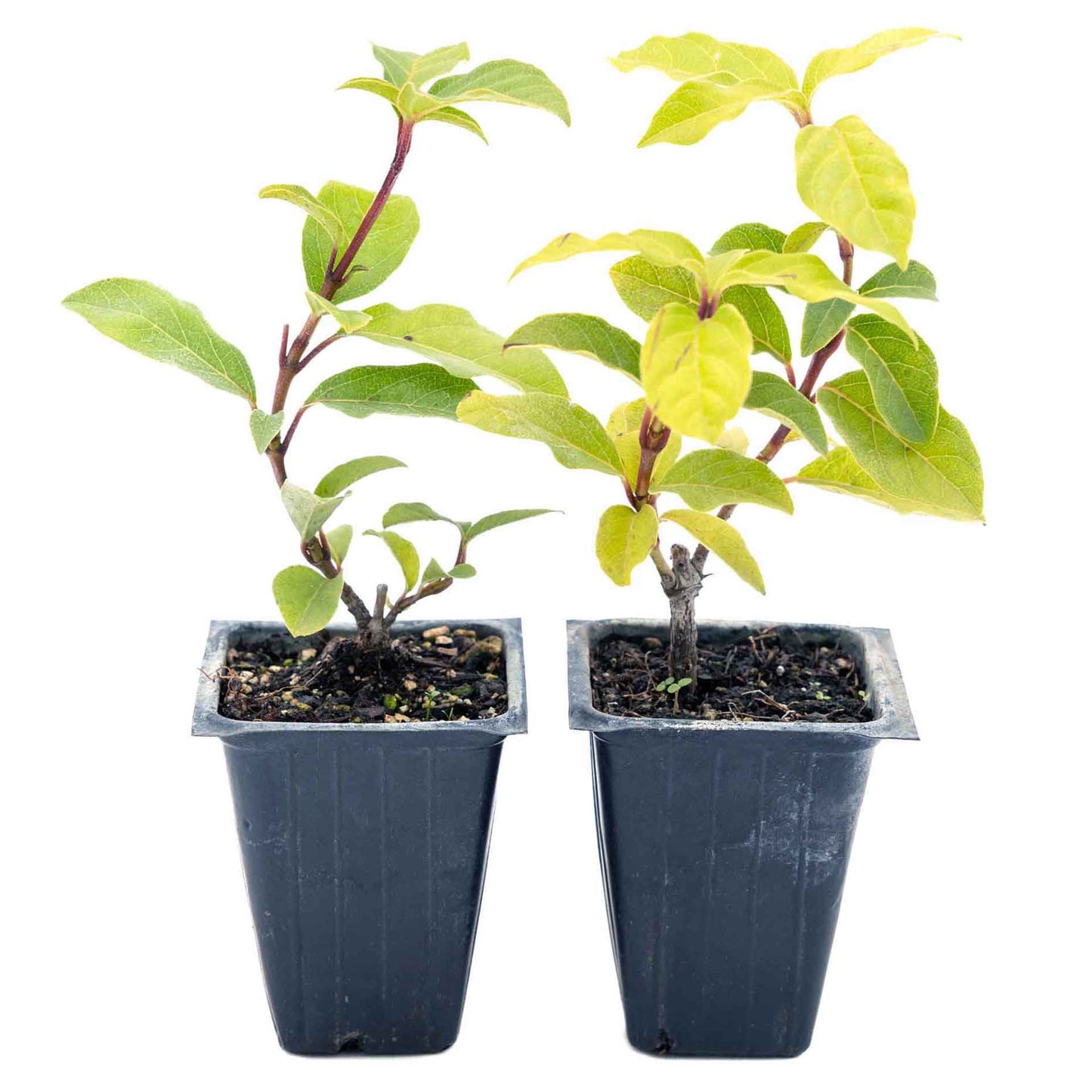 2 Spring Bouquet Viburnum Plants in 3.5" Cubes | Evergreen Shrub with Fragrant Flowers for Hedges & Pots (Viburnum tinus 'Spring Bouquet')