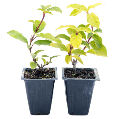 2 Spring Bouquet Viburnum Plants in 3.5" Cubes | Evergreen Shrub with Fragrant Flowers for Hedges & Pots (Viburnum tinus 'Spring Bouquet')