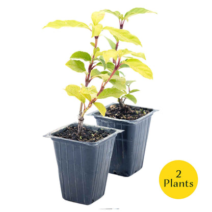 2 Spring Bouquet Viburnum Plants in 3.5" Cubes | Evergreen Shrub with Fragrant Flowers for Hedges & Pots (Viburnum tinus 'Spring Bouquet')