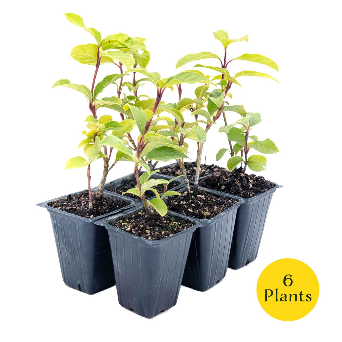 2 Spring Bouquet Viburnum Plants in 3.5" Cubes | Evergreen Shrub with Fragrant Flowers for Hedges & Pots (Viburnum tinus 'Spring Bouquet')