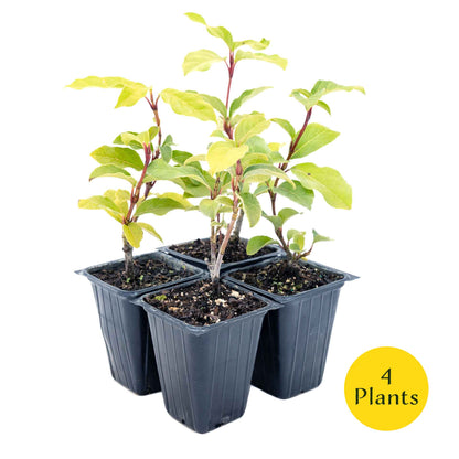 2 Spring Bouquet Viburnum Plants in 3.5" Cubes | Evergreen Shrub with Fragrant Flowers for Hedges & Pots (Viburnum tinus 'Spring Bouquet')