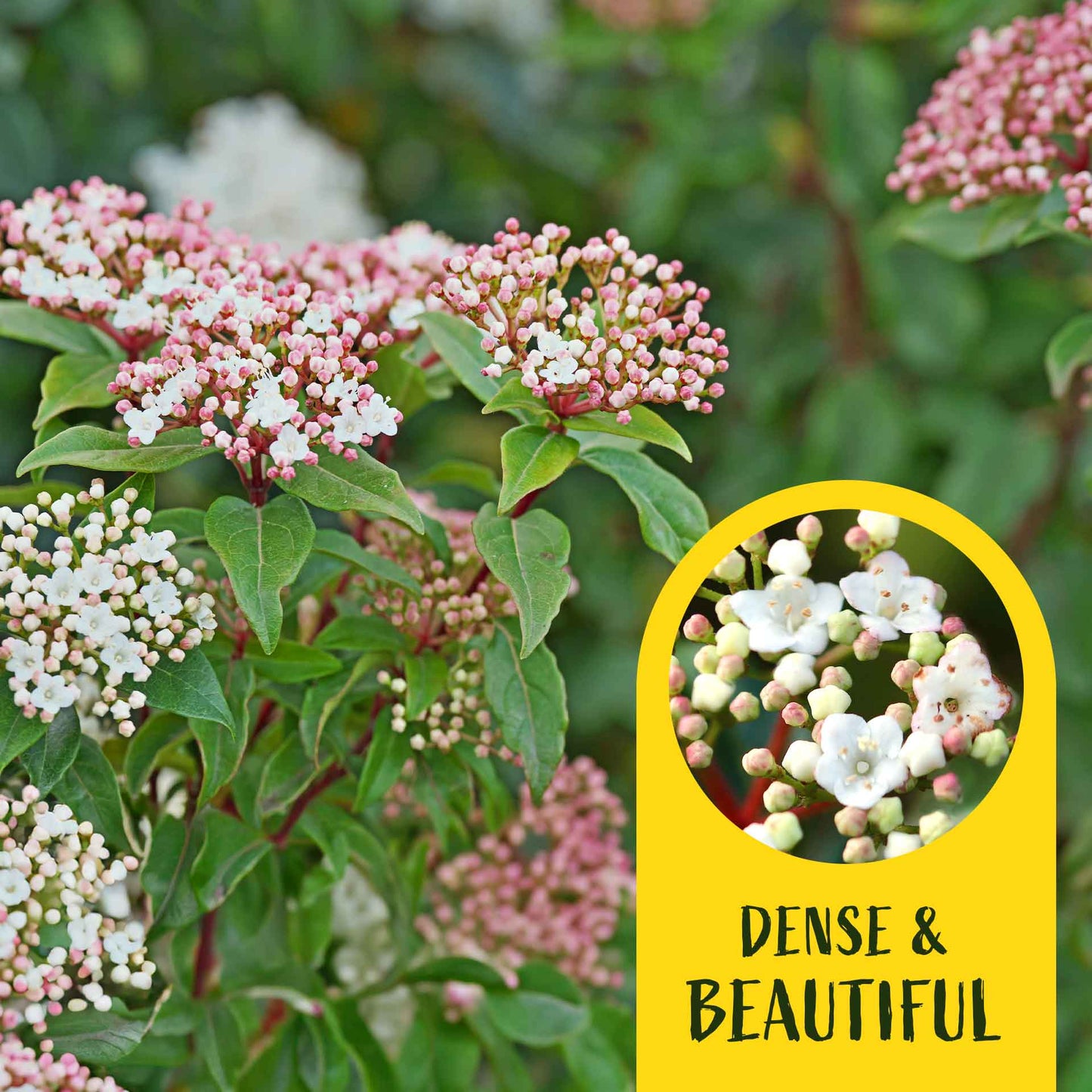2 Spring Bouquet Viburnum Plants in 3.5" Cubes | Evergreen Shrub with Fragrant Flowers for Hedges & Pots (Viburnum tinus 'Spring Bouquet')