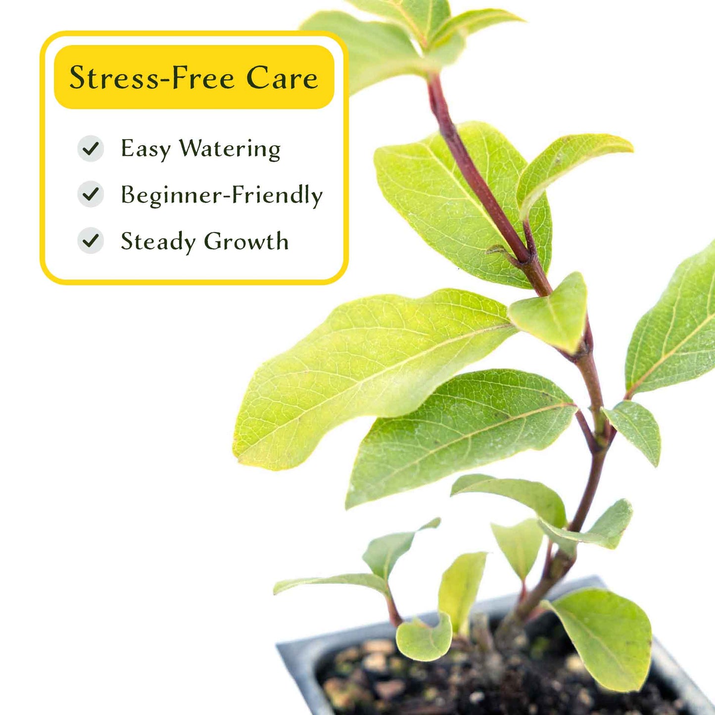 2 Spring Bouquet Viburnum Plants in 3.5" Cubes | Evergreen Shrub with Fragrant Flowers for Hedges & Pots (Viburnum tinus 'Spring Bouquet')