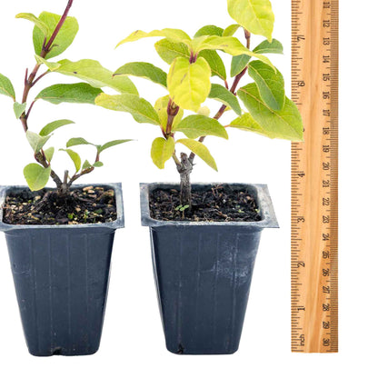2 Spring Bouquet Viburnum Plants in 3.5" Cubes | Evergreen Shrub with Fragrant Flowers for Hedges & Pots (Viburnum tinus 'Spring Bouquet')
