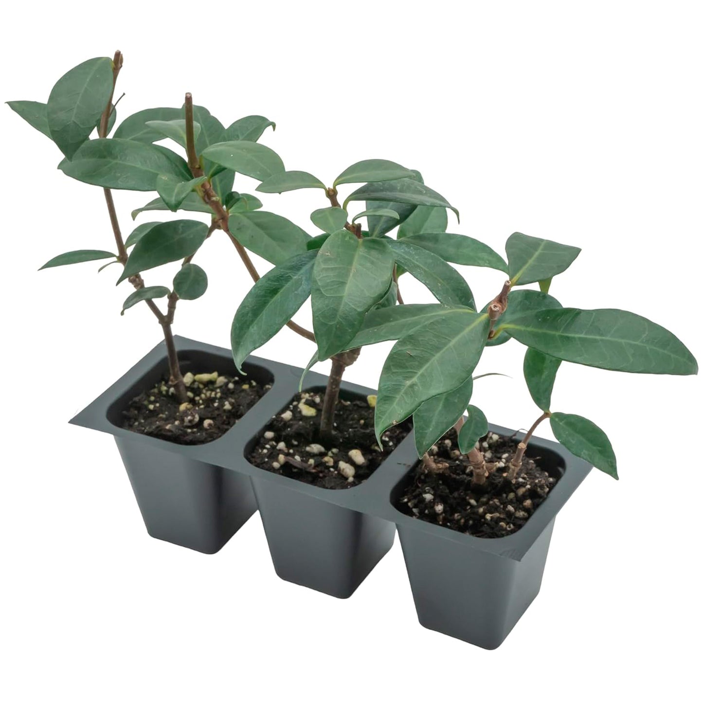 Star Jasmine | Live Plant in 2.5 Inch Nursery Cube | Trachelospermum Jasminoides