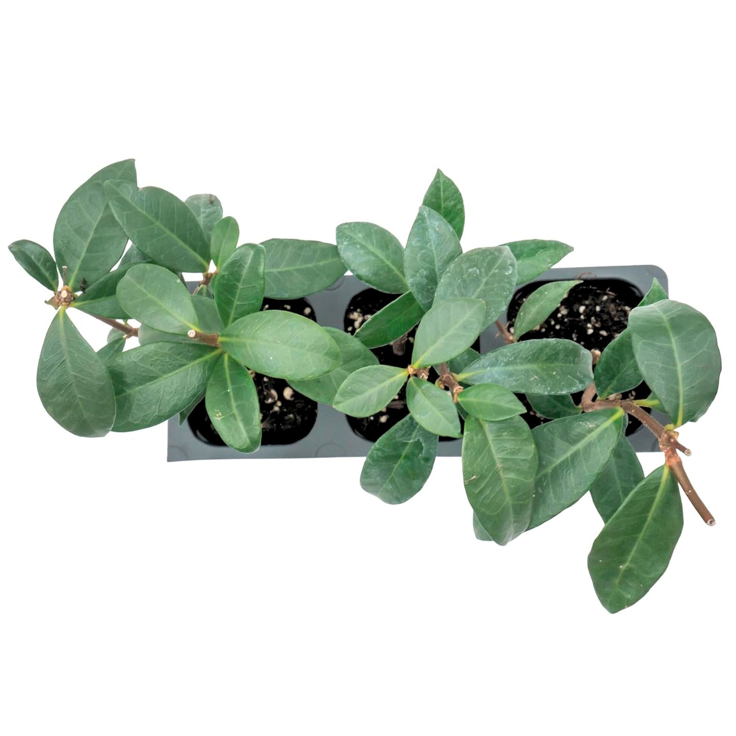 Star Jasmine | Live Plant in 2.5 Inch Nursery Cube | Trachelospermum Jasminoides