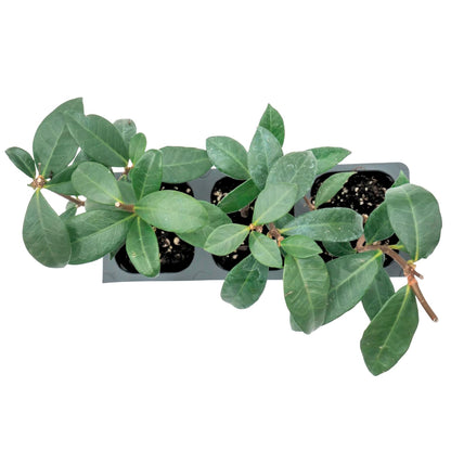 Star Jasmine | Live Plant in 2.5 Inch Nursery Cube | Trachelospermum Jasminoides