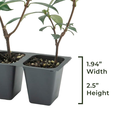 Star Jasmine | Live Plant in 2.5 Inch Nursery Cube | Trachelospermum Jasminoides