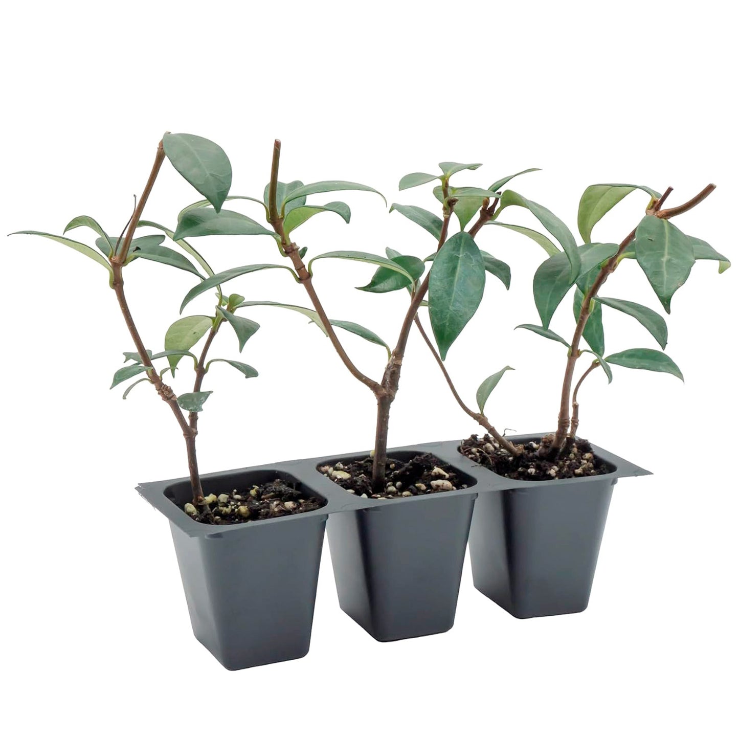 Star Jasmine | Live Plant in 2.5 Inch Nursery Cube | Trachelospermum Jasminoides