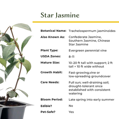 Star Jasmine in 2.5” Nursery Cubes (Trachelospermum jasminoides)