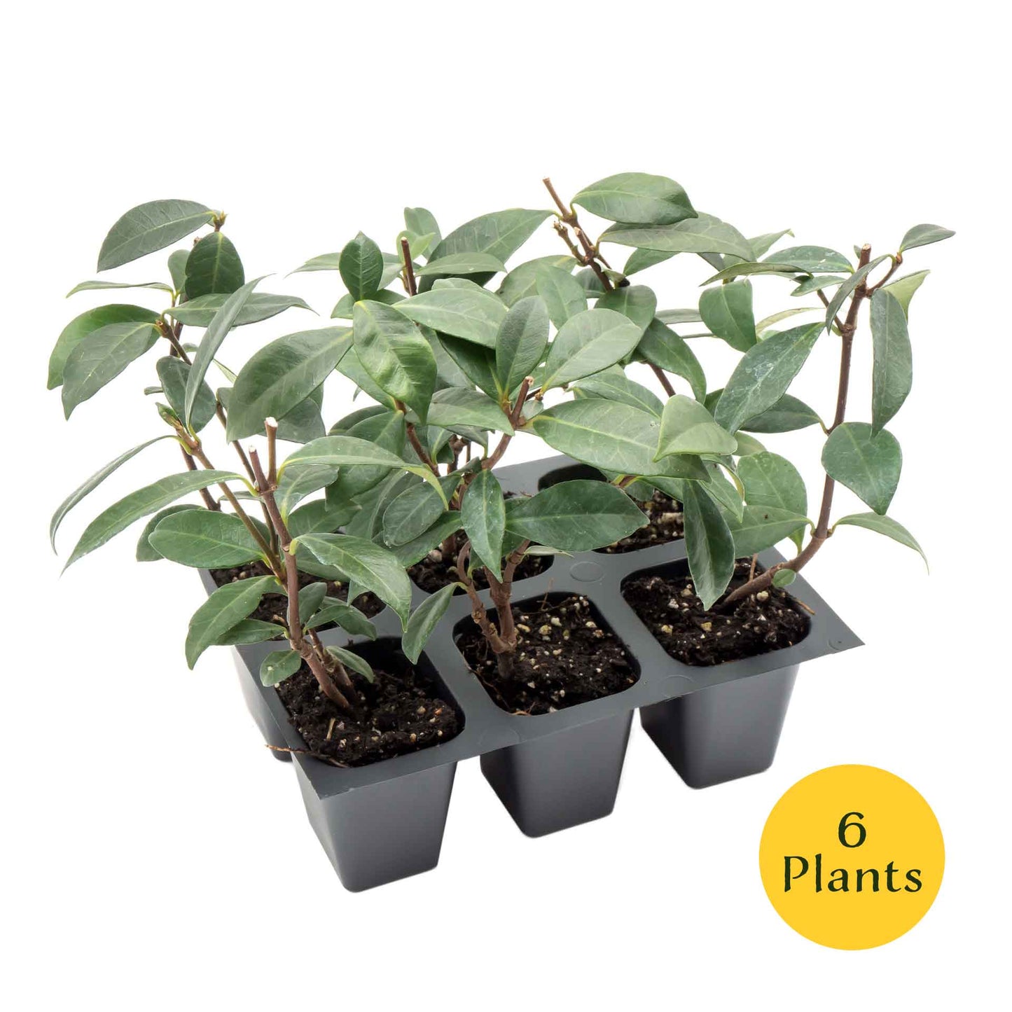 Star Jasmine in 2.5” Nursery Cubes (Trachelospermum jasminoides)