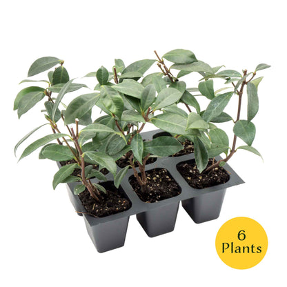 Star Jasmine in 2.5” Nursery Cubes (Trachelospermum jasminoides)