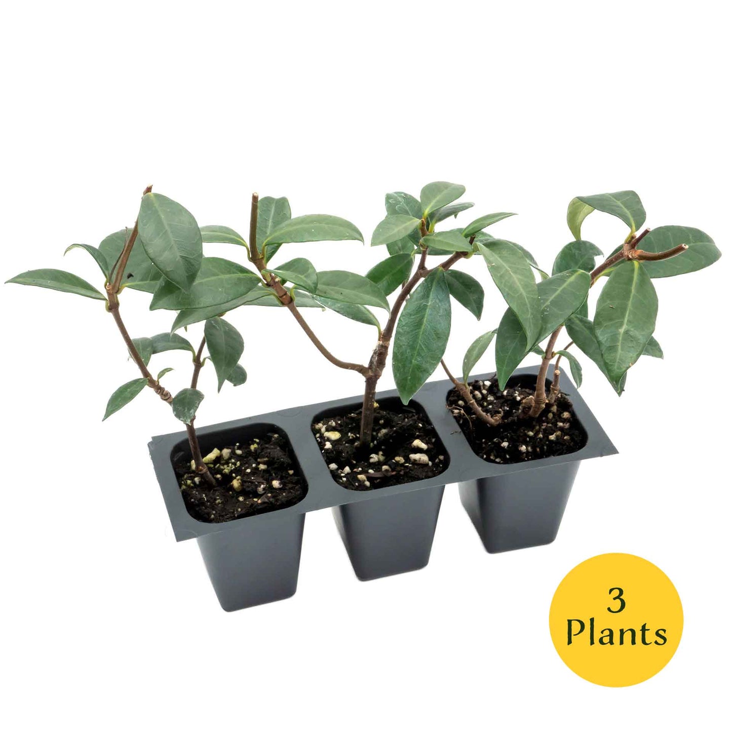 Star Jasmine in 2.5” Nursery Cubes (Trachelospermum jasminoides)