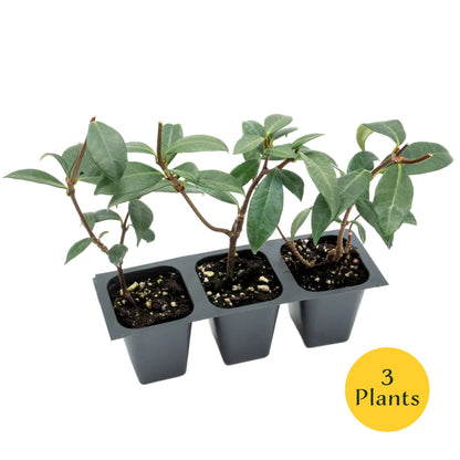 Star Jasmine in 2.5” Nursery Cubes (Trachelospermum jasminoides)