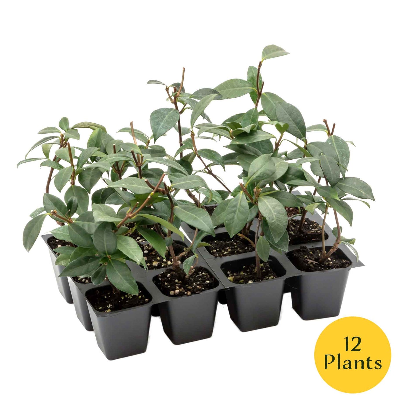 Star Jasmine in 2.5” Nursery Cubes (Trachelospermum jasminoides)