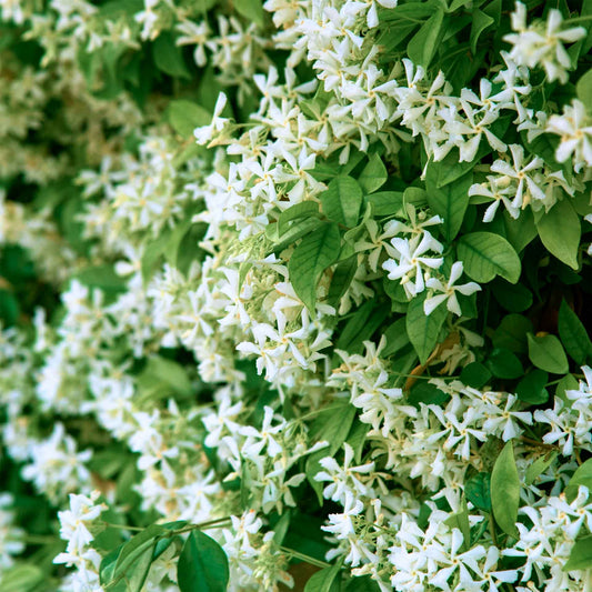 Star Jasmine in 2.5” Nursery Cubes (Trachelospermum jasminoides)