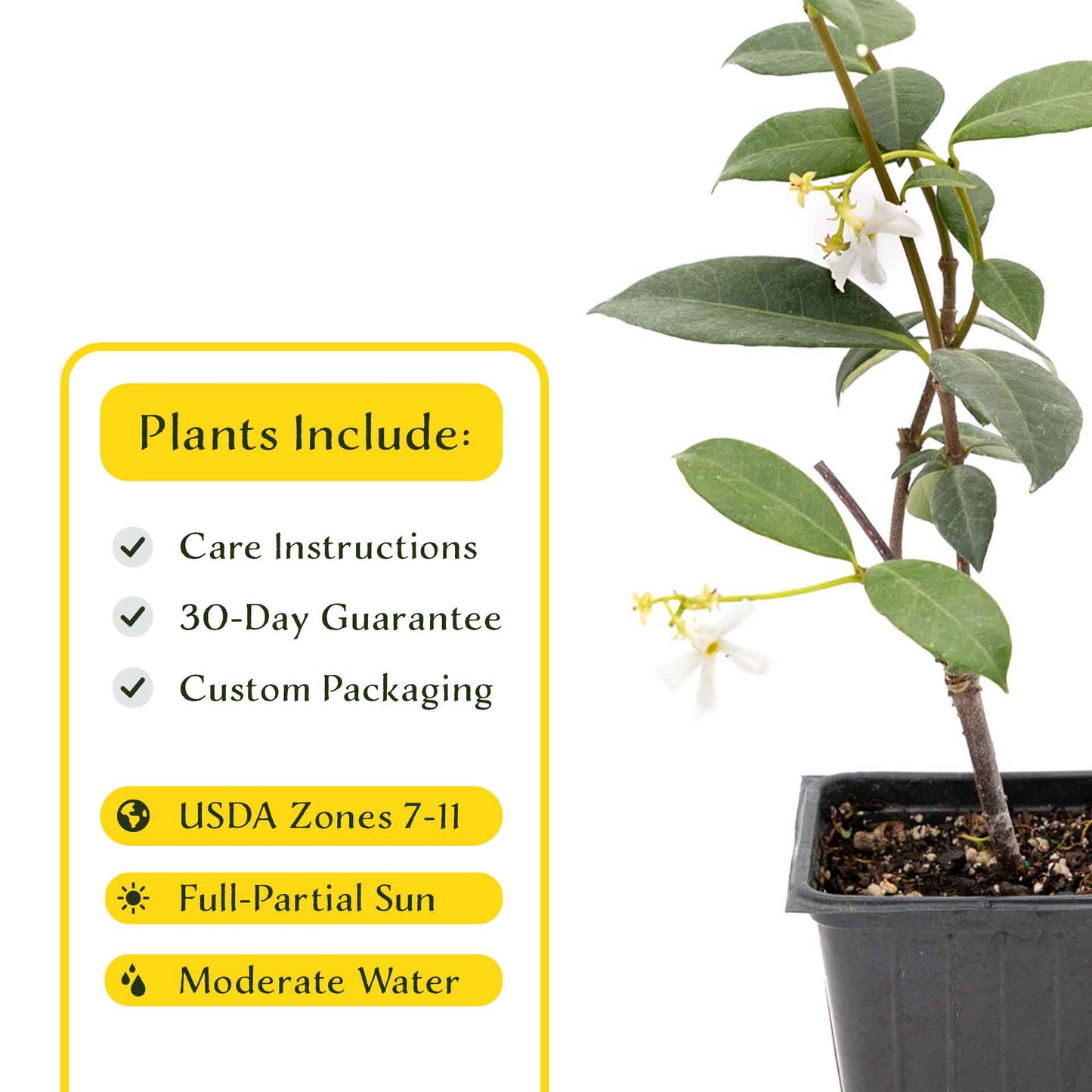 2 Star Jasmine Plants in 3.5” Cubes | Fragrant Evergreen Vine with White Flowers for Trellises & Landscaping (Trachelospermum jasminoides)