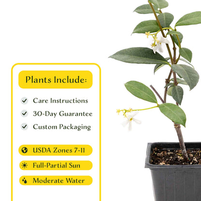 2 Star Jasmine Plants in 3.5” Cubes | Fragrant Evergreen Vine with White Flowers for Trellises & Landscaping (Trachelospermum jasminoides)