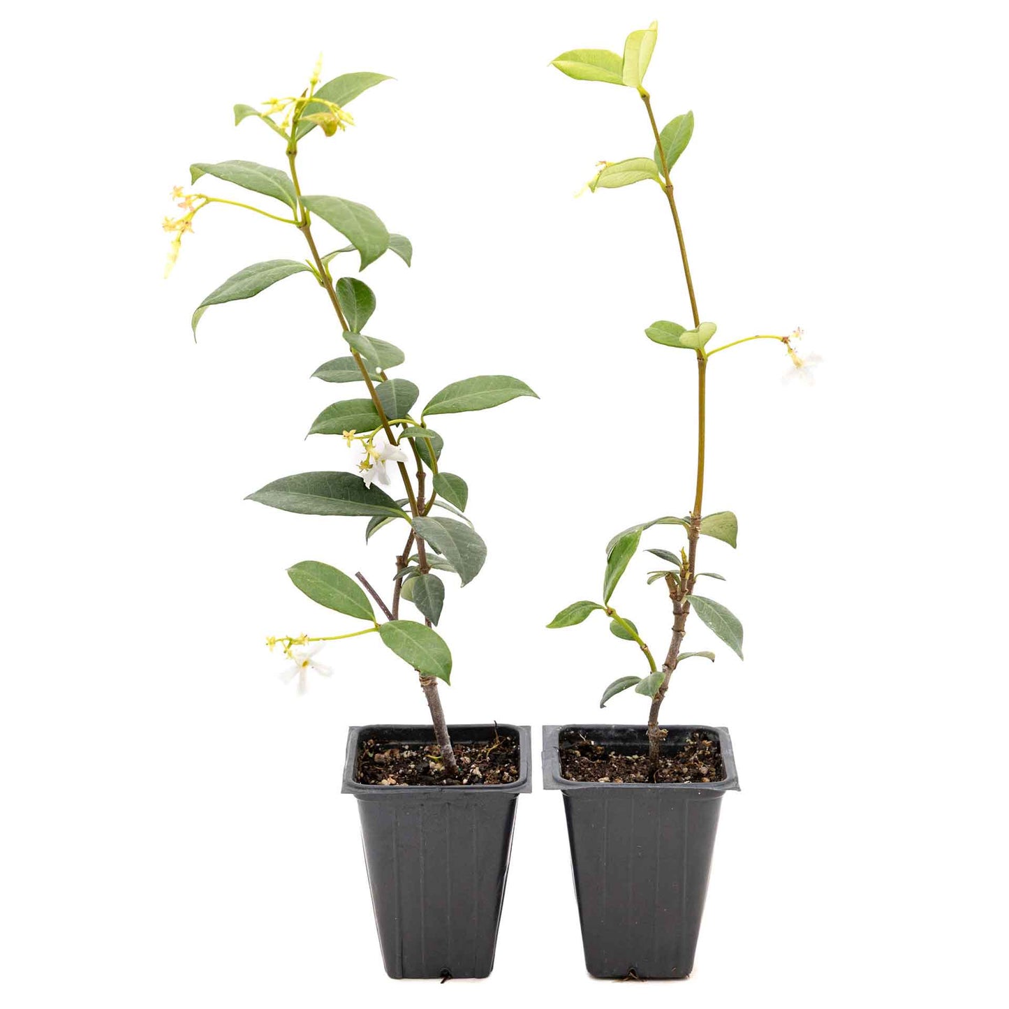 2 Star Jasmine Plants in 3.5” Cubes | Fragrant Evergreen Vine with White Flowers for Trellises & Landscaping (Trachelospermum jasminoides)