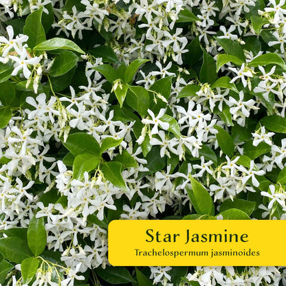 2 Star Jasmine Plants in 3.5” Cubes | Fragrant Evergreen Vine with White Flowers for Trellises & Landscaping (Trachelospermum jasminoides)