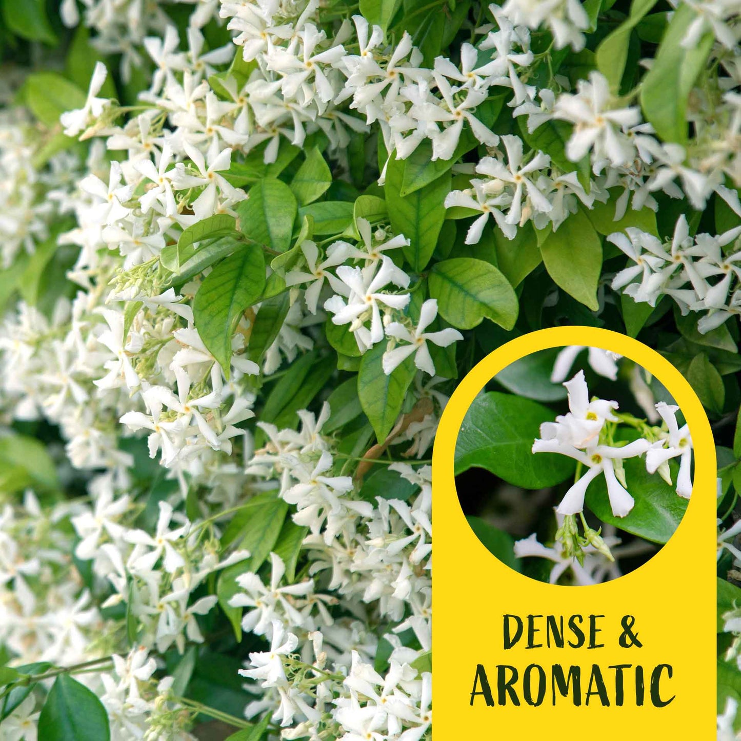 2 Star Jasmine Plants in 3.5” Cubes | Fragrant Evergreen Vine with White Flowers for Trellises & Landscaping (Trachelospermum jasminoides)