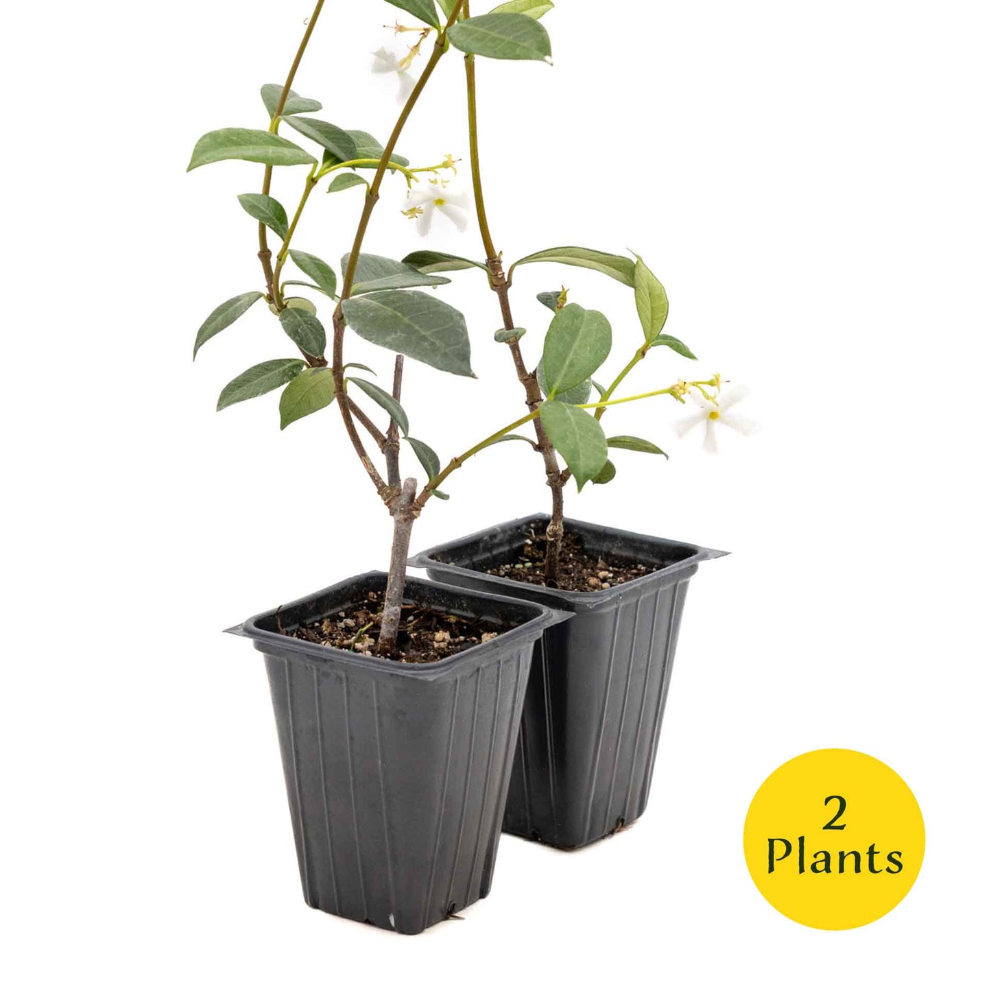 2 Star Jasmine Plants in 3.5” Cubes | Fragrant Evergreen Vine with White Flowers for Trellises & Landscaping (Trachelospermum jasminoides)