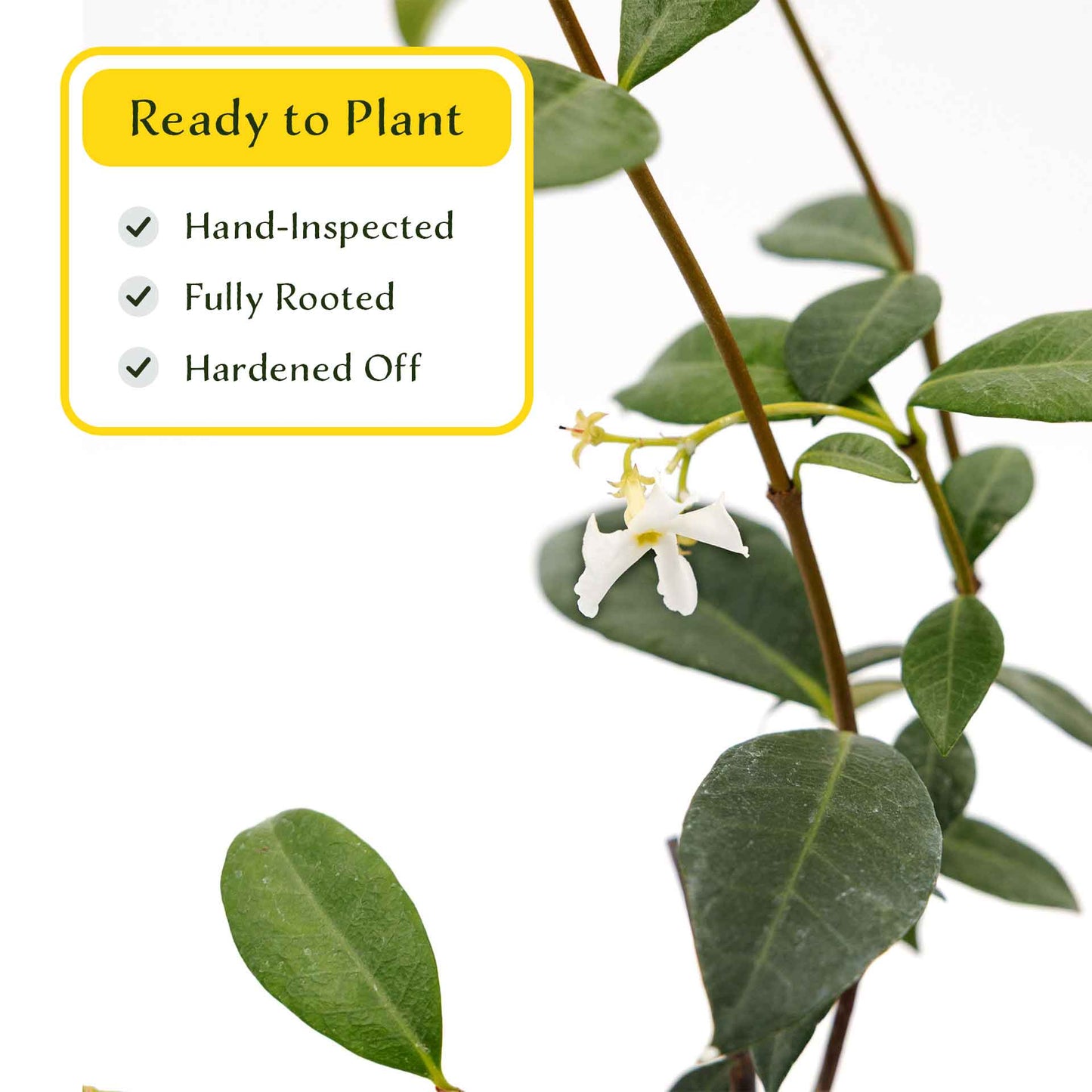 2 Star Jasmine Plants in 3.5” Cubes | Fragrant Evergreen Vine with White Flowers for Trellises & Landscaping (Trachelospermum jasminoides)