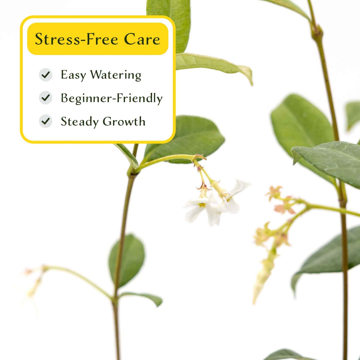 2 Star Jasmine Plants in 3.5” Cubes | Fragrant Evergreen Vine with White Flowers for Trellises & Landscaping (Trachelospermum jasminoides)
