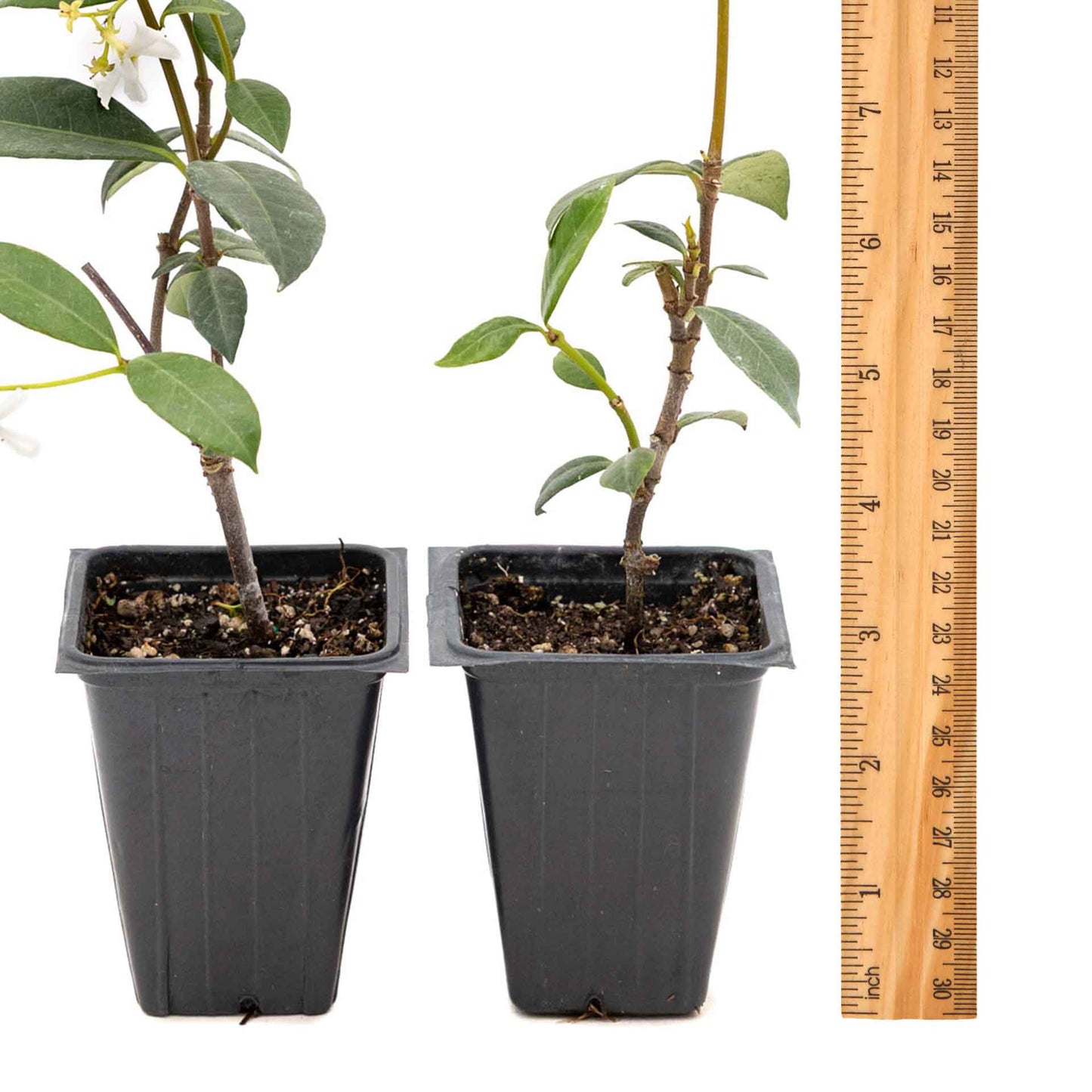 2 Star Jasmine Plants in 3.5” Cubes | Fragrant Evergreen Vine with White Flowers for Trellises & Landscaping (Trachelospermum jasminoides)