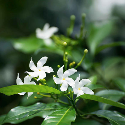 Star Jasmine in 2.5” Nursery Cubes (Trachelospermum jasminoides)