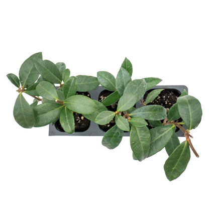 Star Jasmine in 2.5” Nursery Cubes (Trachelospermum jasminoides)