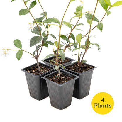 2 Star Jasmine Plants in 3.5” Cubes | Fragrant Evergreen Vine with White Flowers for Trellises & Landscaping (Trachelospermum jasminoides)