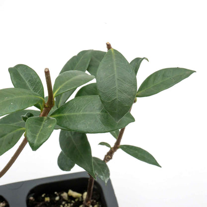 Star Jasmine in 2.5” Nursery Cubes (Trachelospermum jasminoides)