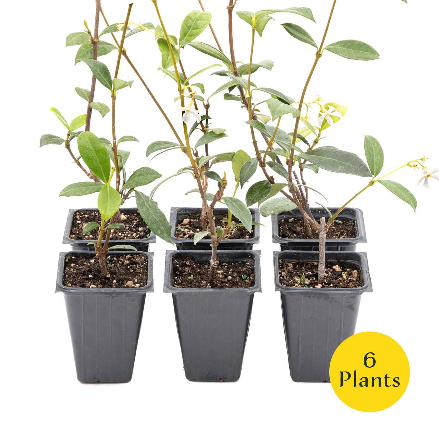 2 Star Jasmine Plants in 3.5” Cubes | Fragrant Evergreen Vine with White Flowers for Trellises & Landscaping (Trachelospermum jasminoides)